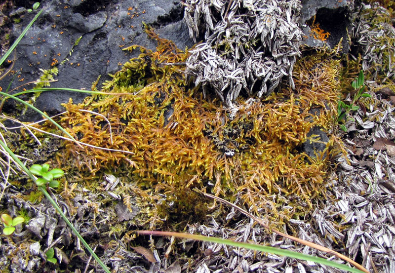 Rhytidium rugosum